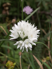 Allium schoenoprasoides
