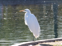 Ardea alba