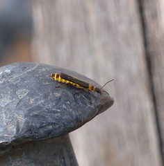Chauliognathus sydneyanus