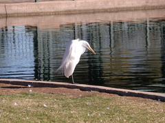 Ardea alba