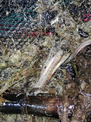 Cobitis paludica