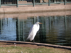 Ardea alba