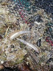Cobitis paludica