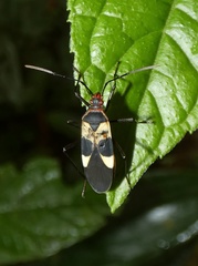 Dysdercus lunulatus