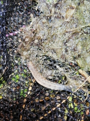Cobitis paludica