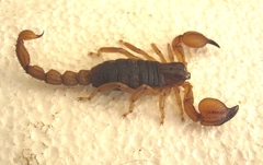 Scorpio kruglovi
