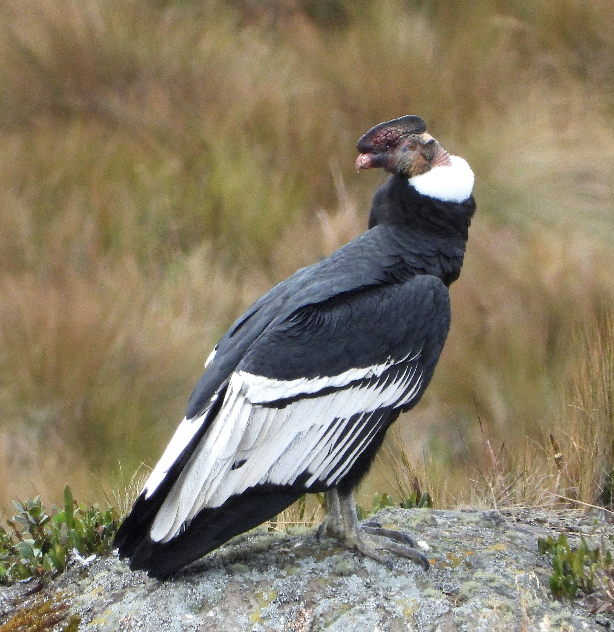 Vultur image