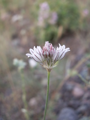 Allium korolkowii