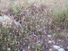Allium korolkowii