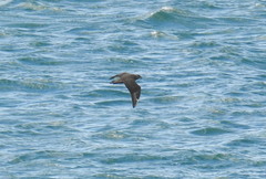 Stercorarius chilensis