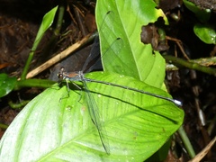 Philogenia leonora