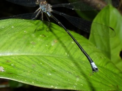 Philogenia leonora