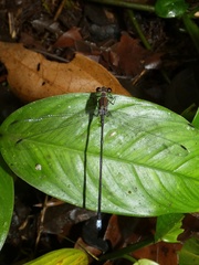 Philogenia leonora