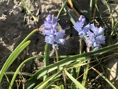 Bellevalia hyacinthoides