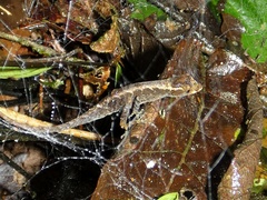 Anolis humilis