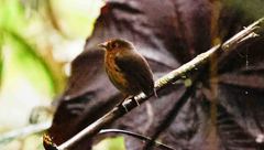 Grallaricula flavirostris