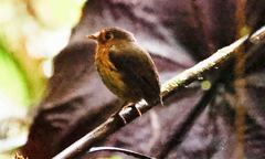 Grallaricula flavirostris