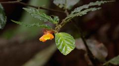 Begonia silverstonei