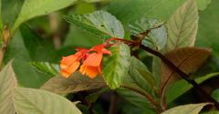 Begonia silverstonei