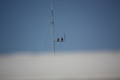 Parabuteo unicinctus