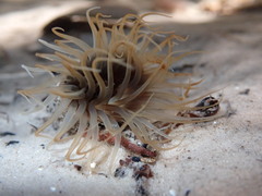 Ceriantheopsis americanus