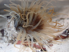 Ceriantheopsis americanus