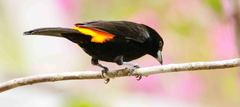 Flame-Rumped Tanager photo 3