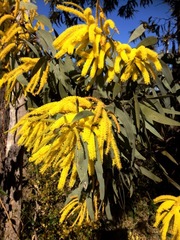 Acacia longispicata