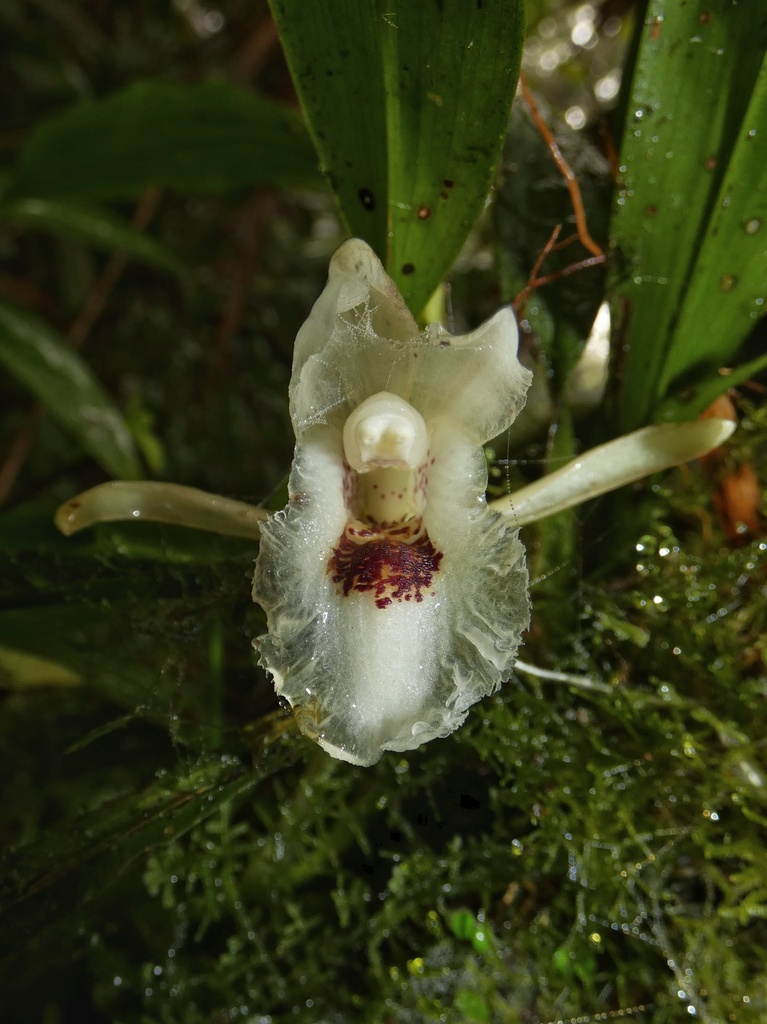 Chondroscaphe atrilinguis