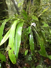 Chondroscaphe atrilinguis