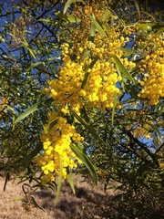 Acacia macradenia
