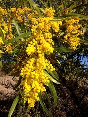 Acacia macradenia