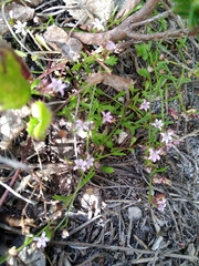 Lobelia eckloniana