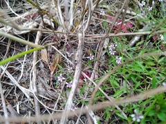 Lobelia eckloniana