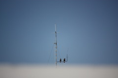 Parabuteo unicinctus