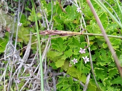 Lobelia eckloniana