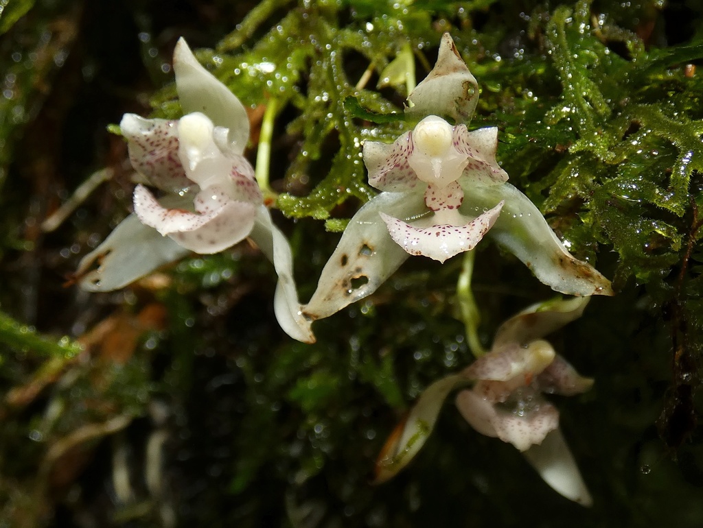 Kefersteinia alata