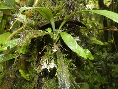 Kefersteinia alata