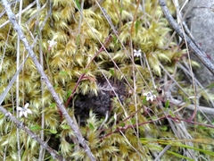 Lobelia eckloniana