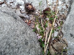 Lobelia eckloniana