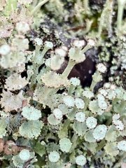 Cladonia rappii
