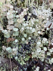 Cladonia rappii