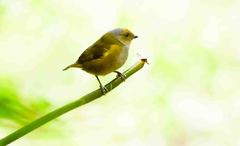 Euphonia xanthogaster