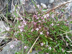 Lobelia eckloniana
