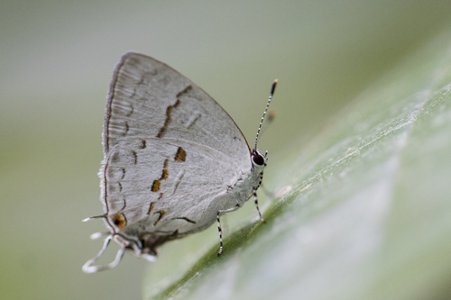 Nesiostrymon calchinia