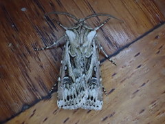 Agrotis vestigialis