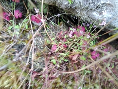Lobelia eckloniana