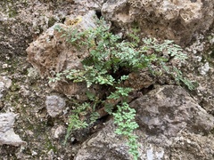 Oeosporangium