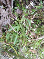 Lobelia eckloniana