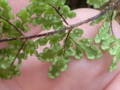 Oeosporangium